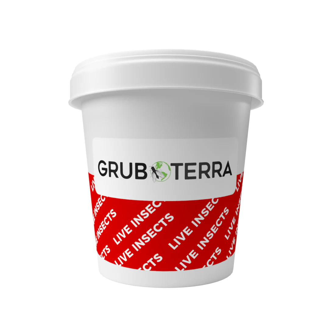 Live Grubs